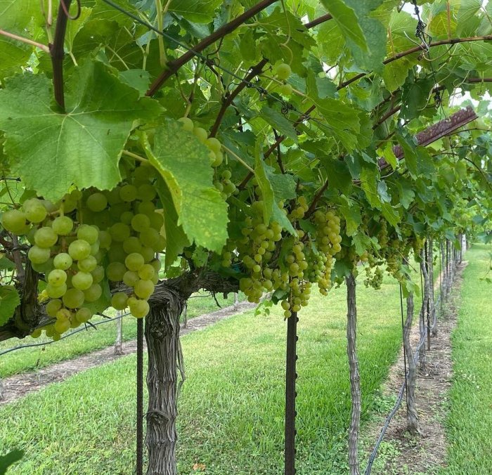 Как сохранить урожай винограда при нехватке воды