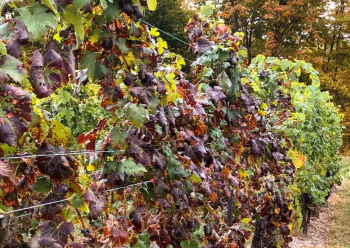 Новая методика предотвращает разрушительную болезнь кустов винограда