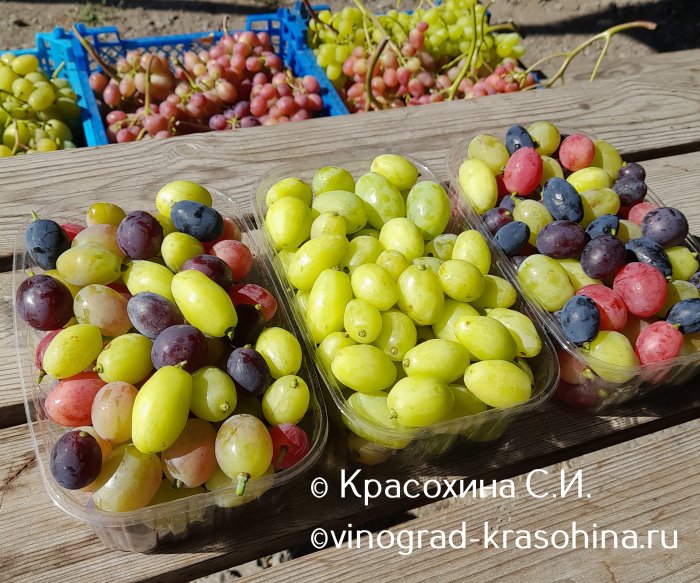 Исследование: контроль серой гнили винограда с помощью натамицина