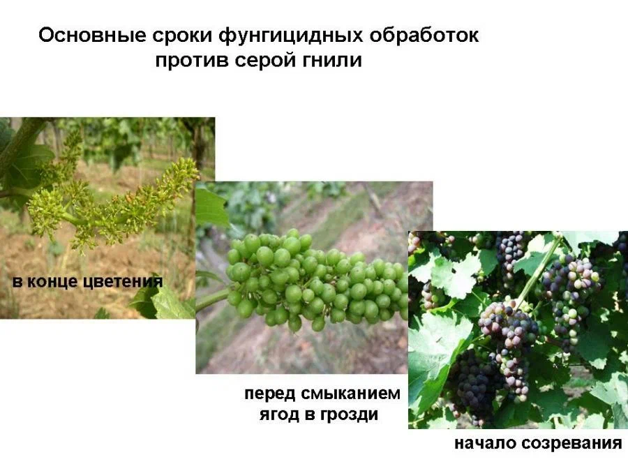4.jpg 4.jpg