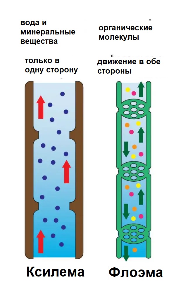 ксилема и флоема.jpg ксилема и флоема.jpg
