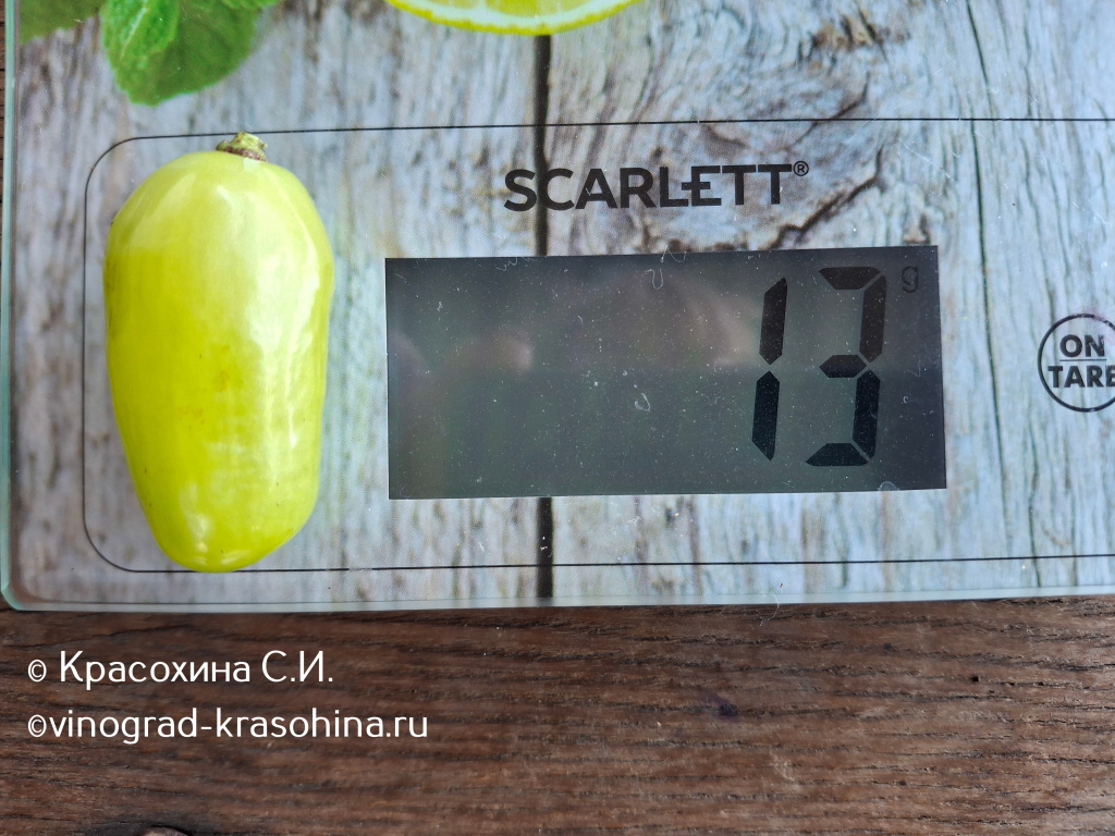 Белый клык ягода (3).JPG