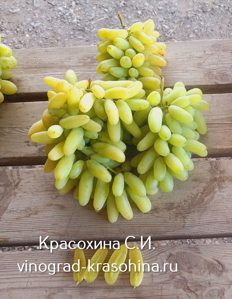 Ламборджини.jpg