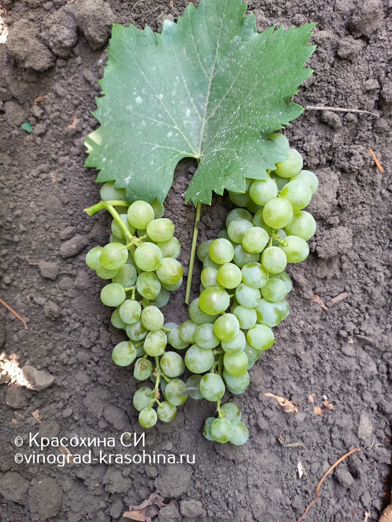 Бианка (13).JPG