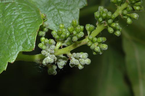 grapepowderyprebloom.jpg