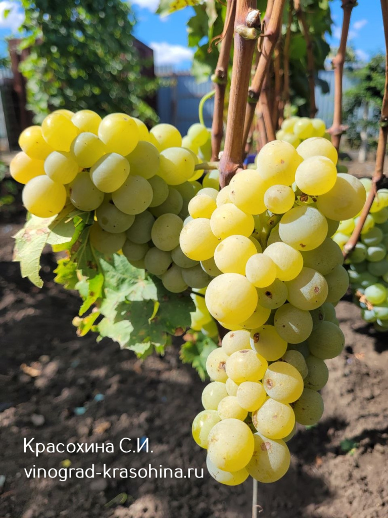 Валвин мускат виноград фото Красохиной.jpg