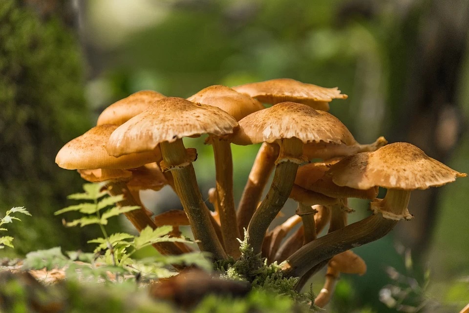 marciumi-radicali-Armillaria-mellea.jpg