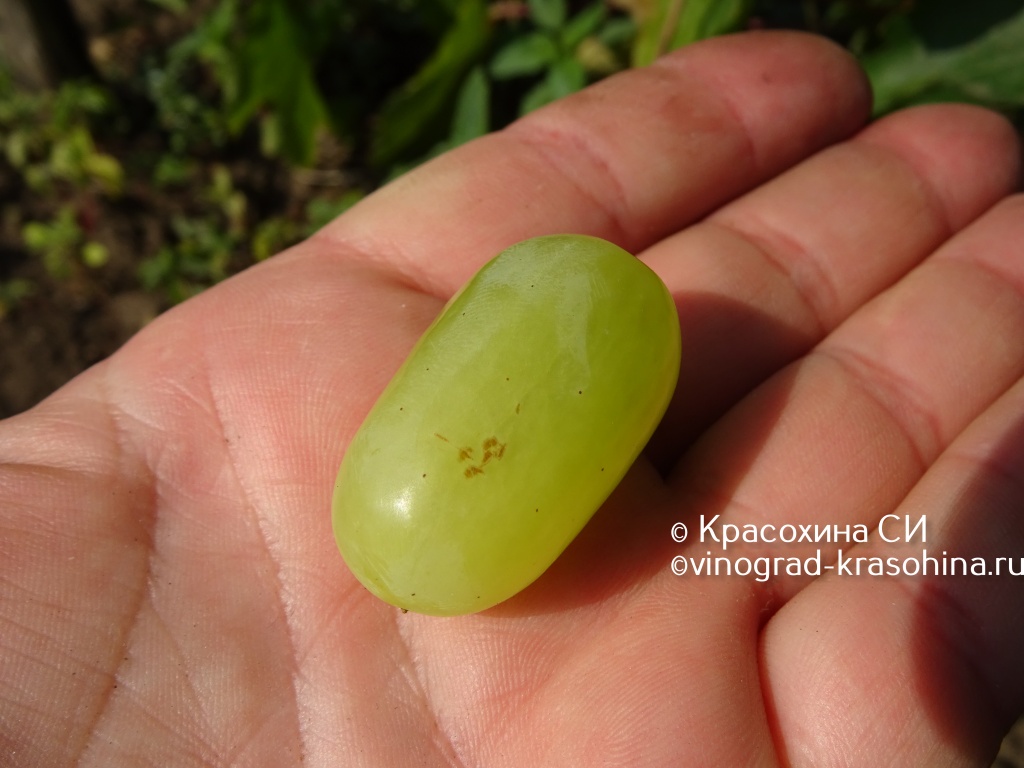 Гелиодор ягода (2).JPG