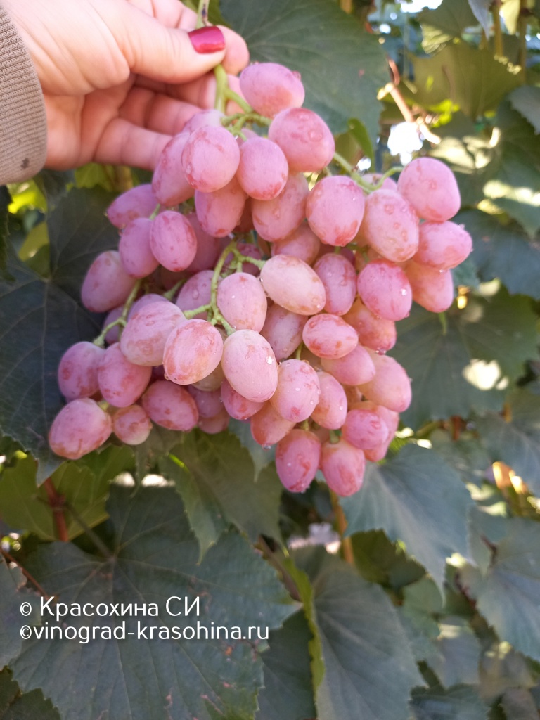 Кишмиш лучистый (12).jpg