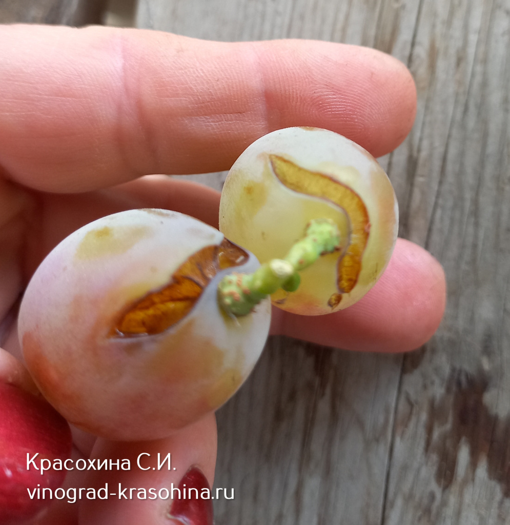 трещины на ягодах столового винограда, фото КрасохинойСИ (3) (1).JPG