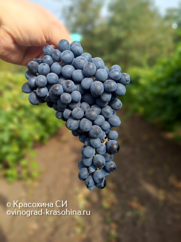 Саперави северный (1).JPG