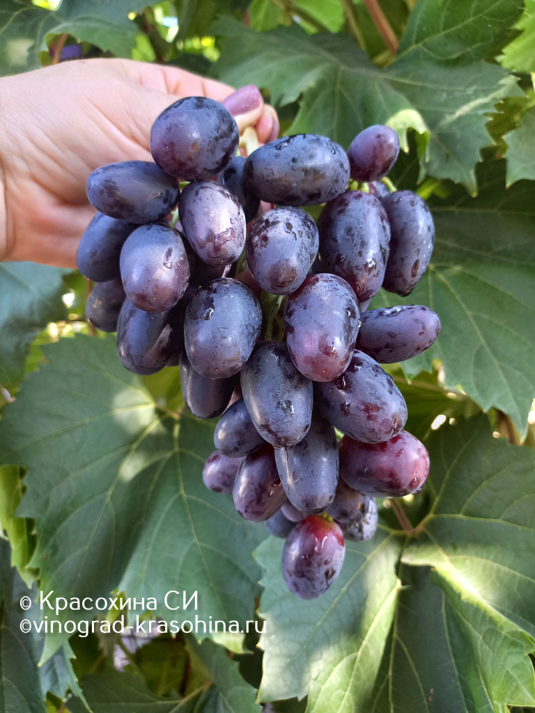 Черный кристалл (19).JPG