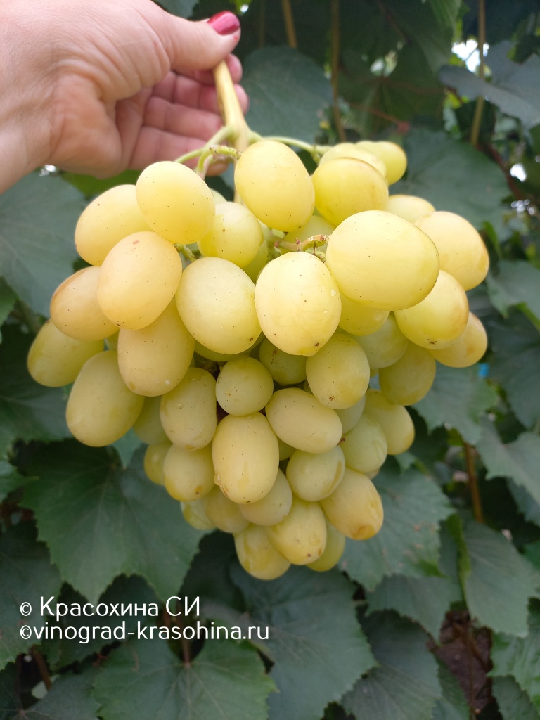 Ландыш (11).jpg