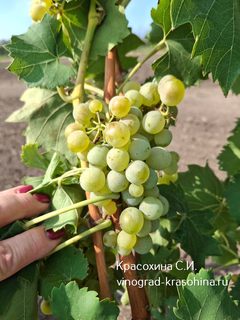 Престиж (6).JPG
