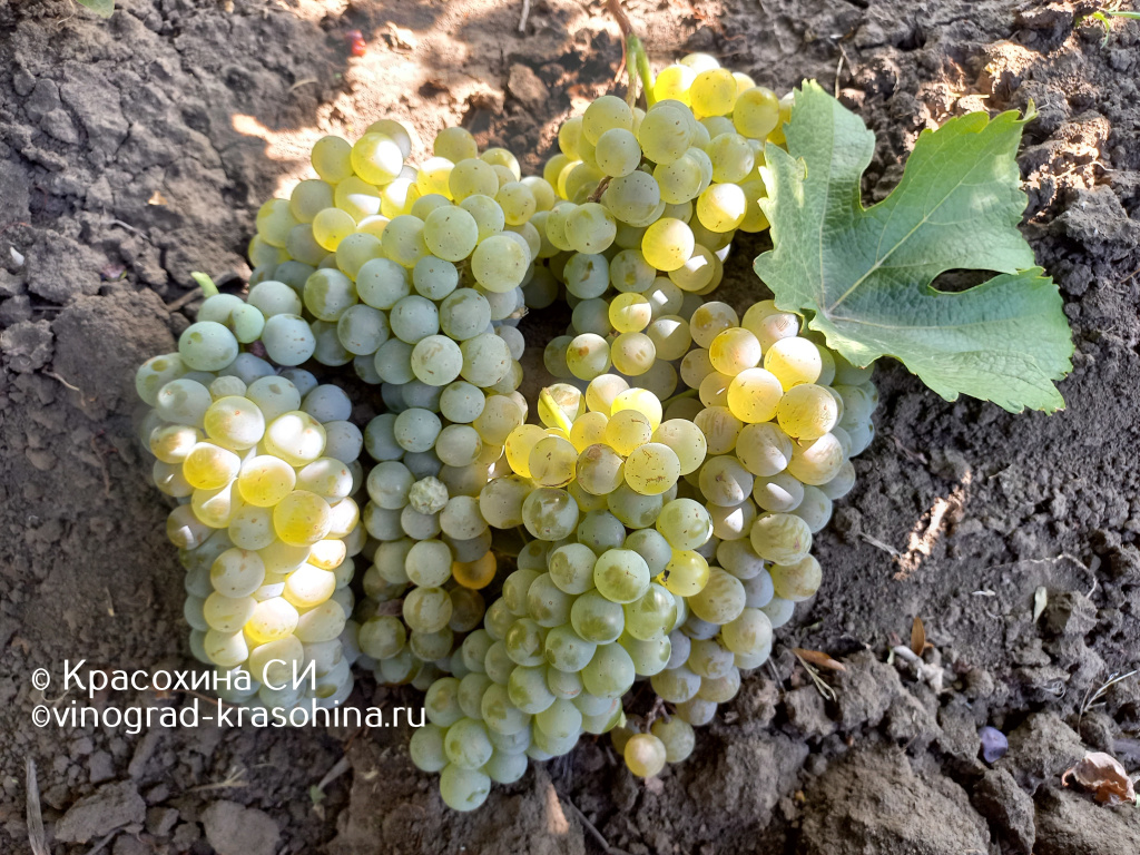 Йоханнитер (11).JPG