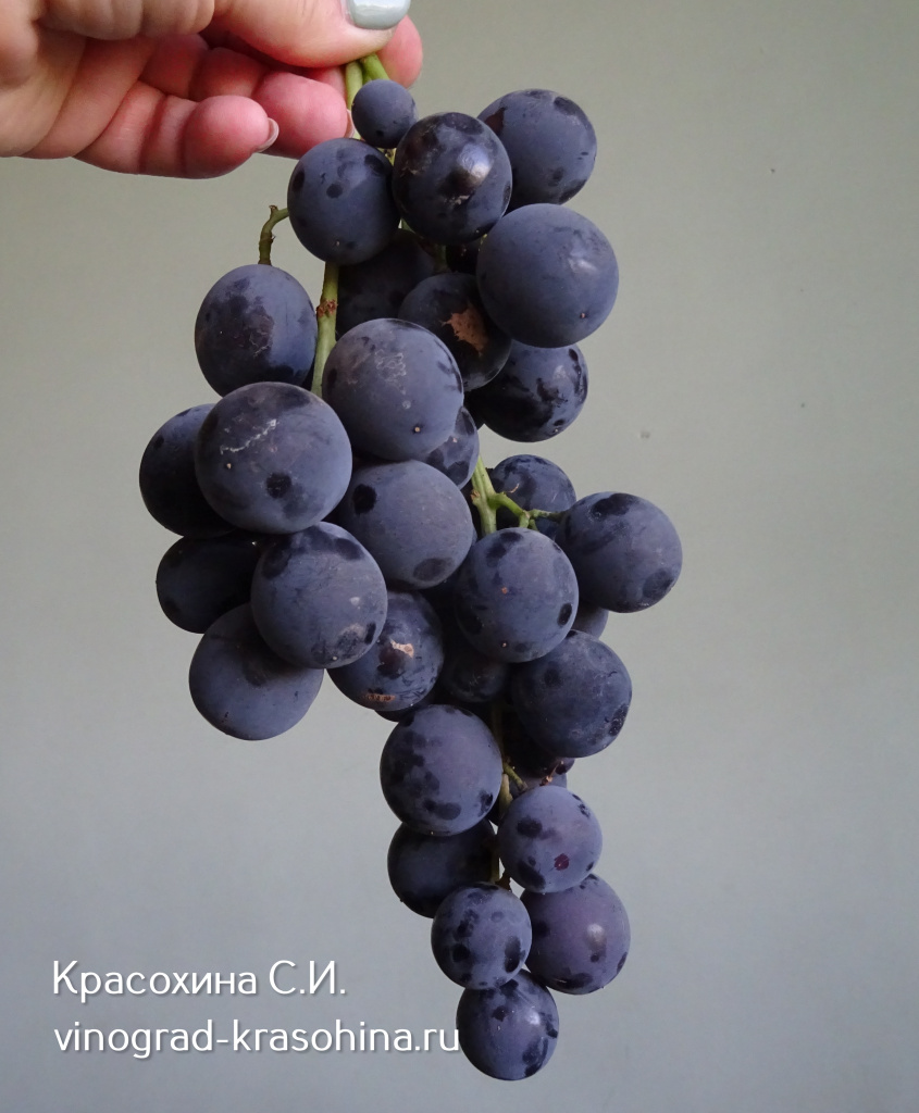 Кехо 1 (1).jpg Кехо 1 (1).jpg