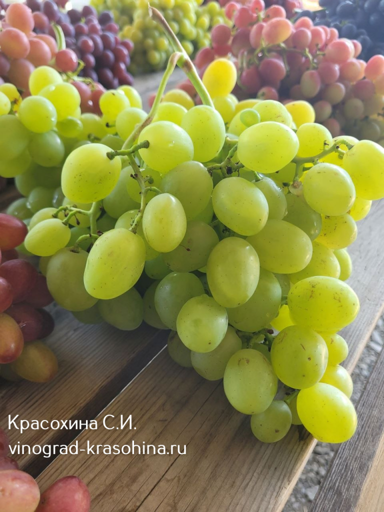 Антошка виноград.jpg
