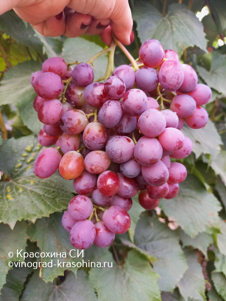 Щелкунчик (10).jpg