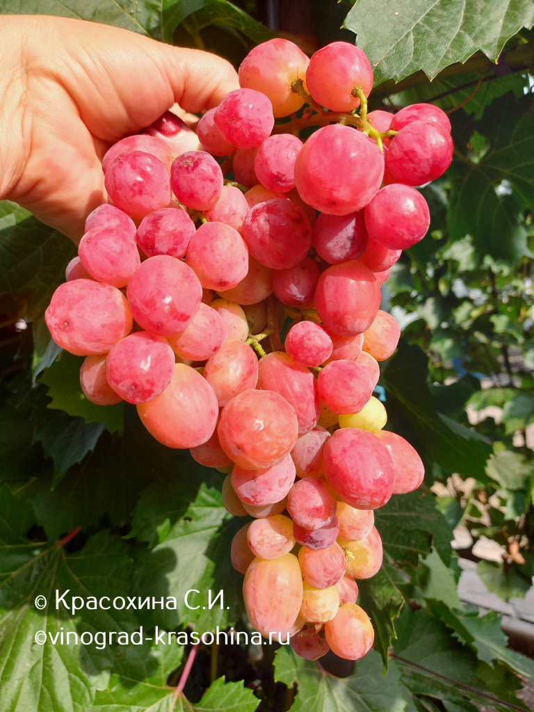 Дынька (8).jpg Дынька (8).jpg