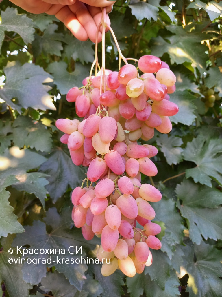 Казантип (7).jpg