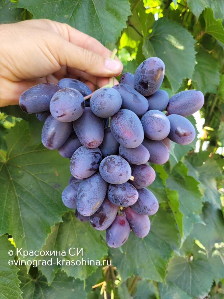 Черный кристалл (2).jpg