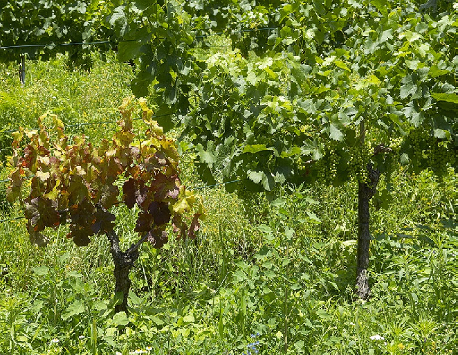 Grapevine-dieback-left-due-to-Armillaria-the-foliage-fades-and-shoots-remain-stunted.png