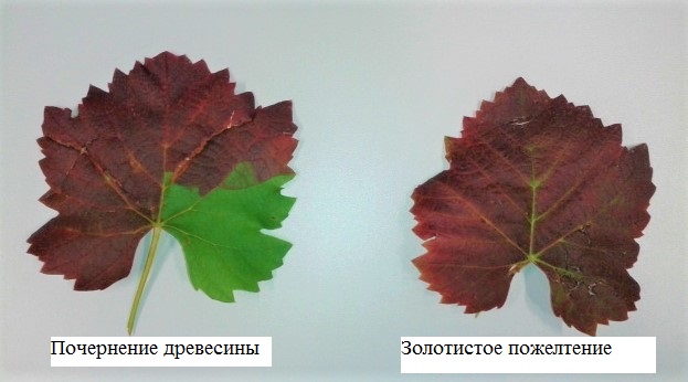 233.jpg