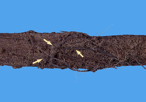 Armillaria_rhizomorphs-TJB-B.jpg