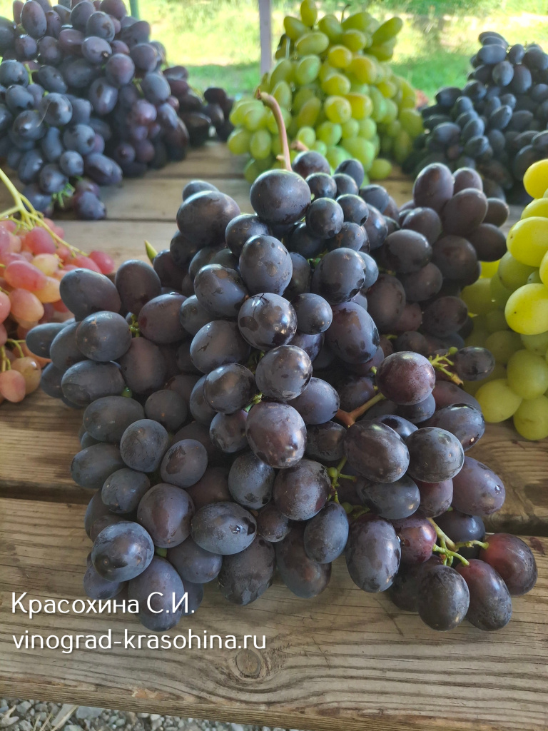 Посланник виноград.jpg