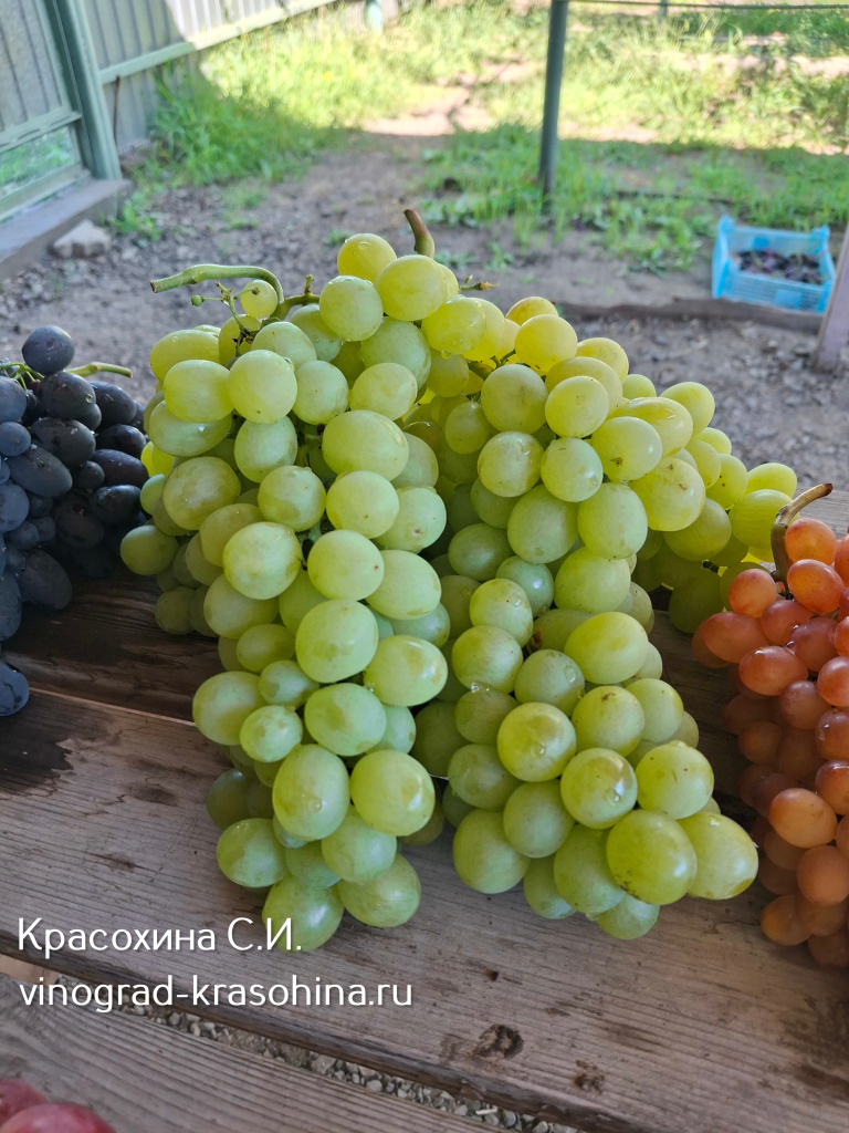 Белоснежка виноград.jpg