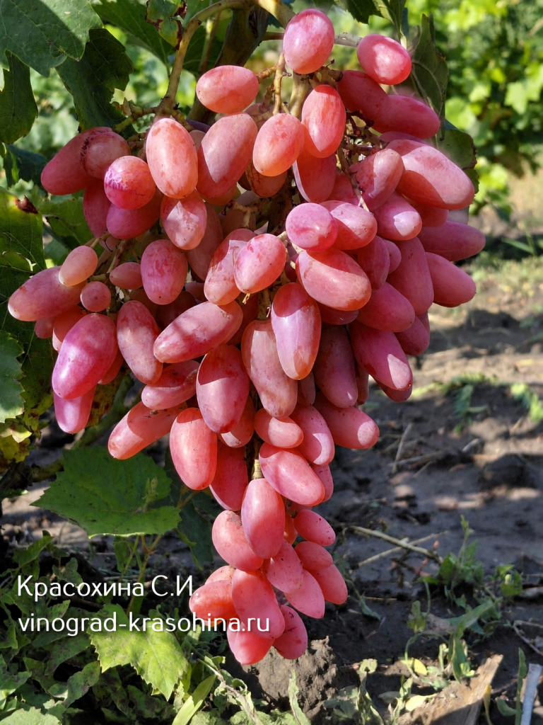 Джокер сорт винограда питомник Красохиной (1) (1).png Джокер сорт винограда питомник Красохиной (1) (1).png