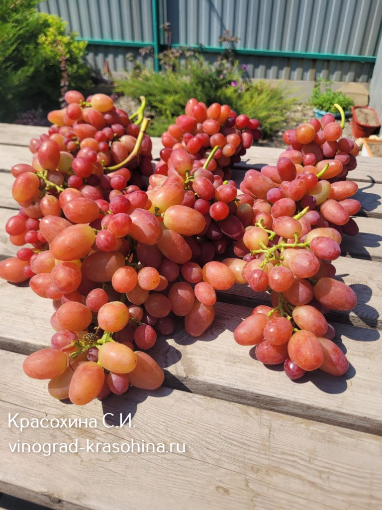 Поле чудес урожай.jpg