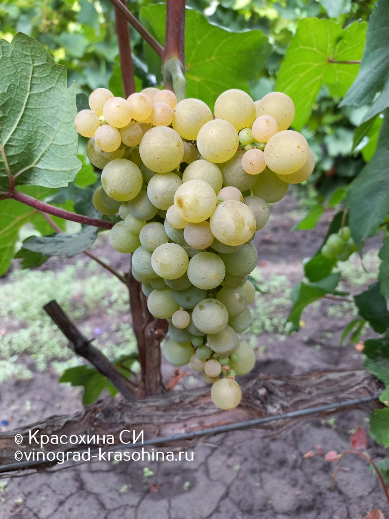 Платовский (1).jpg Платовский (1).jpg