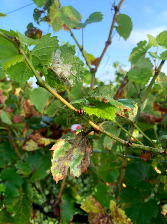 downy-mildew3.jpg downy-mildew3.jpg