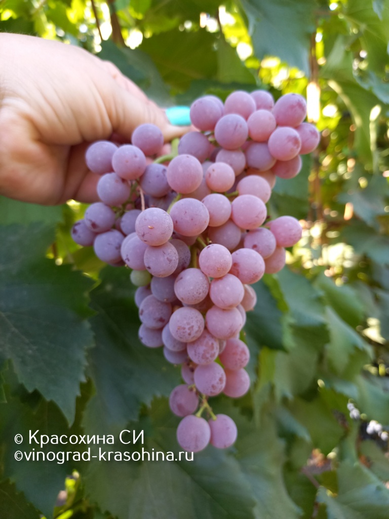 РПС (32).JPG