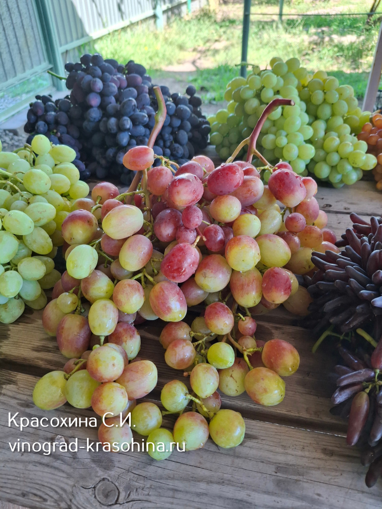 Купидон урожай винограда.jpg