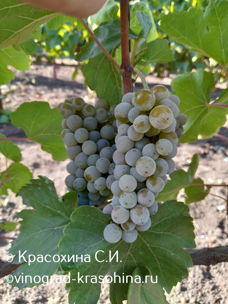 Ла кросс (11).jpg Ла кросс (11).jpg