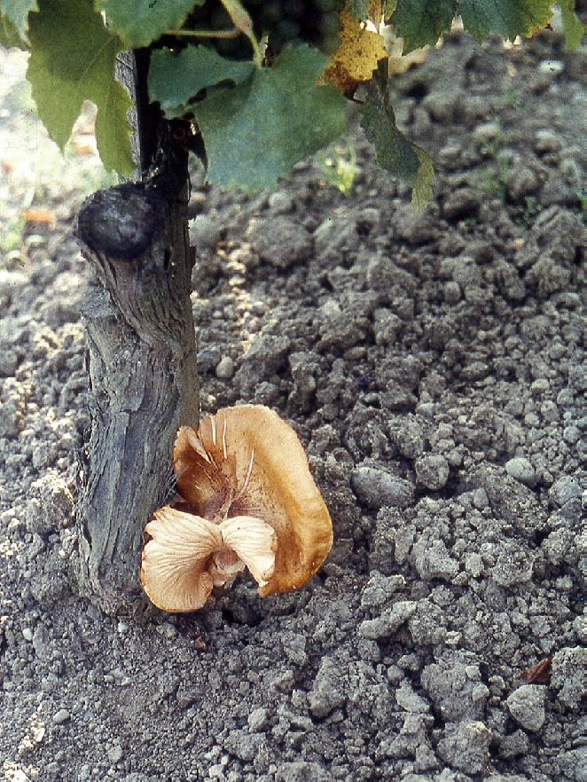 Carpophore-of-Armillaria-mellea-at-the-foot-of-an-affected-vine.png