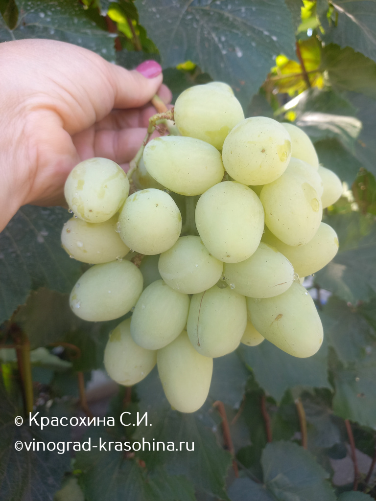 Ландыш (8).jpg