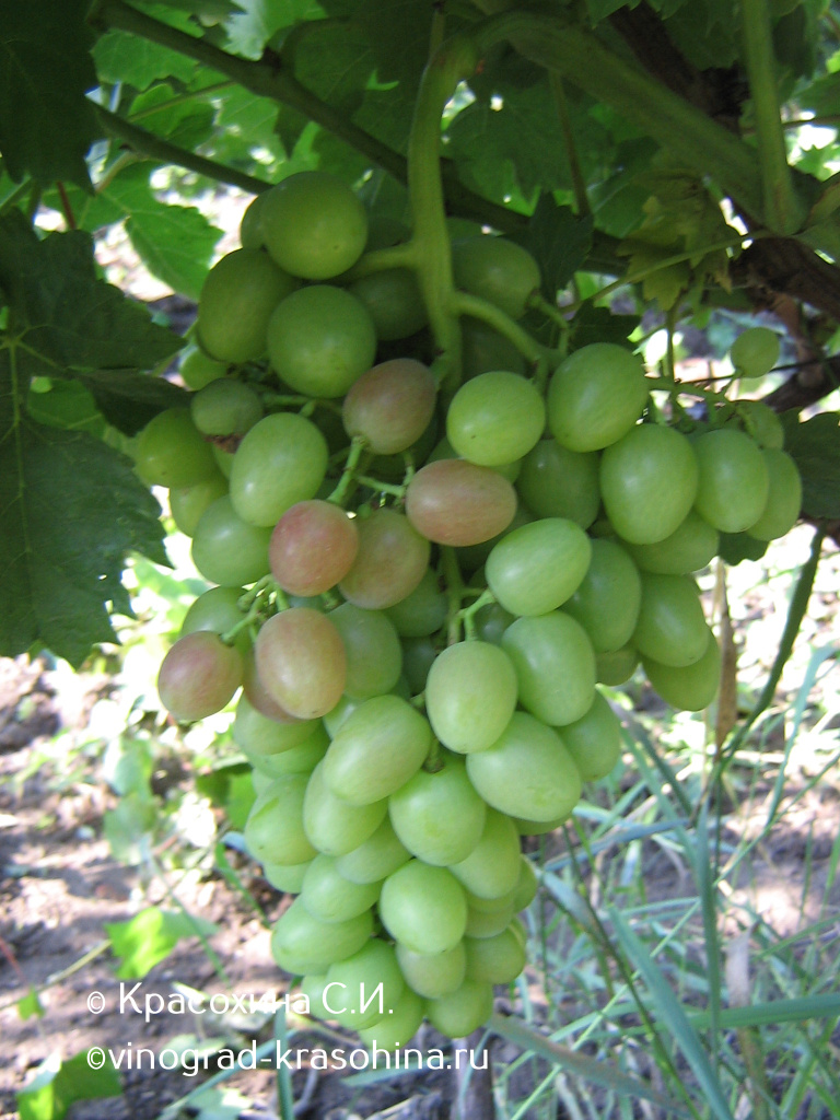 66 (2).jpg