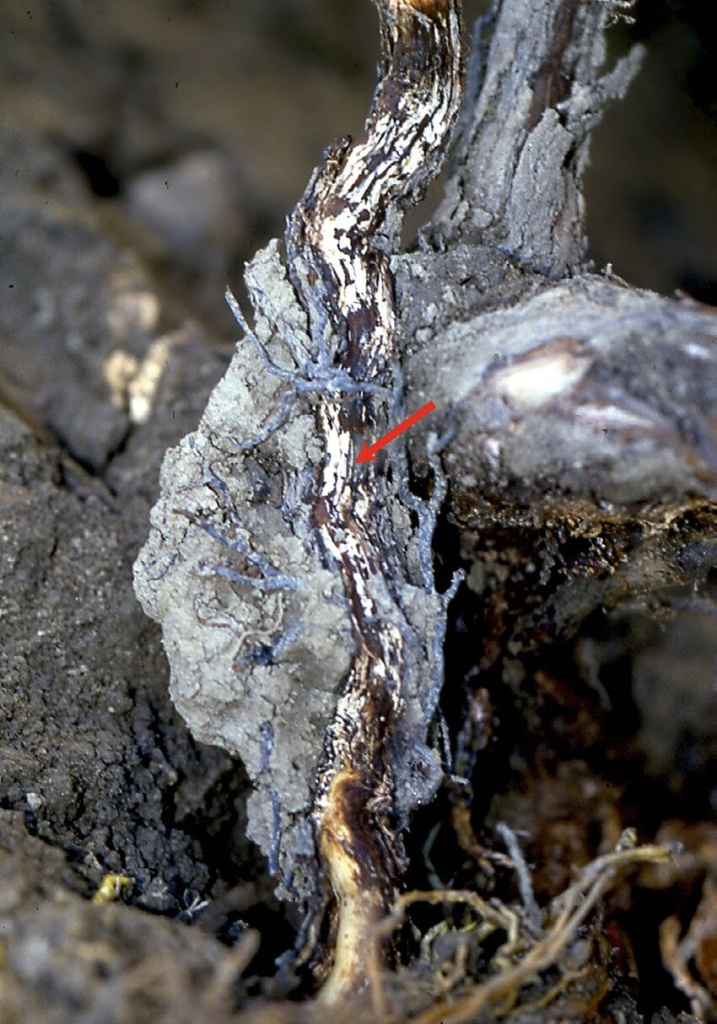 Signs-bearing-witness-to-the-presence-of-Armillaria-on-a-vine-showing-a-whitish-grey.png