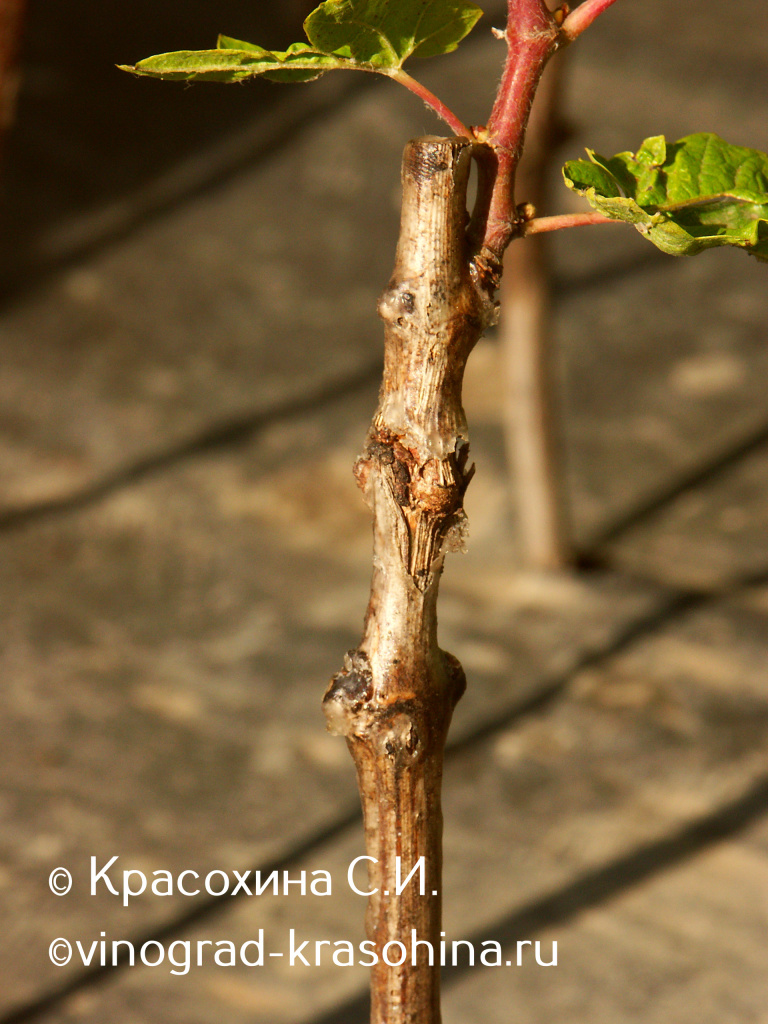 ШКОЛКА 016 (1).jpg ШКОЛКА 016 (1).jpg