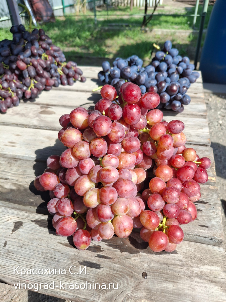 Пестрый виноград.jpg