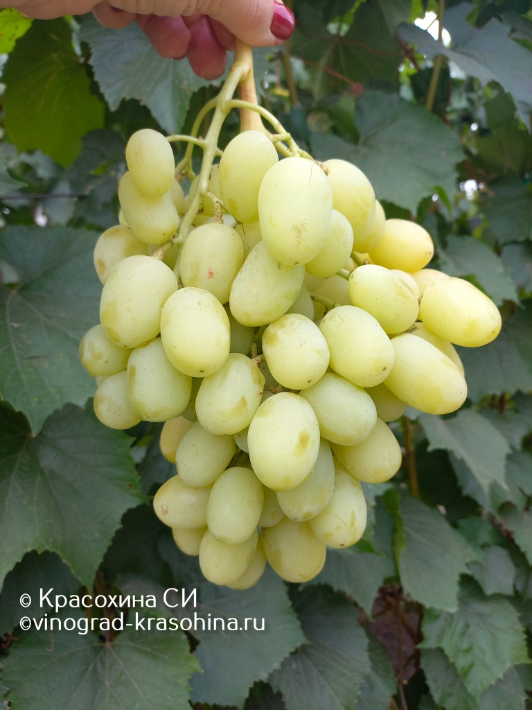 Ландыш (8).jpg