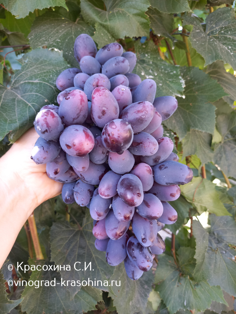 Черный кристалл (8).jpg Черный кристалл (8).jpg