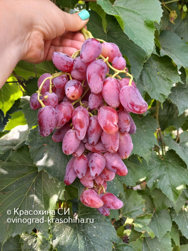 Дубовский розовый (10).JPG