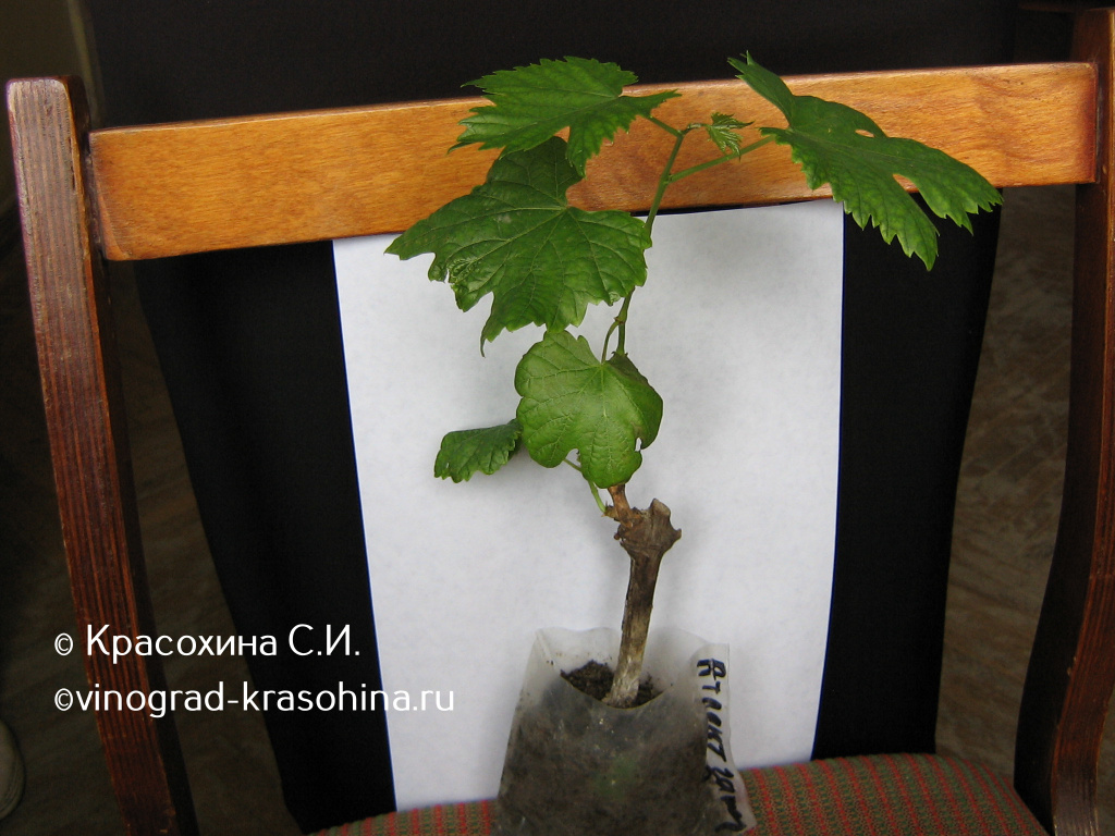 IMG_0230.jpg IMG_0230.jpg