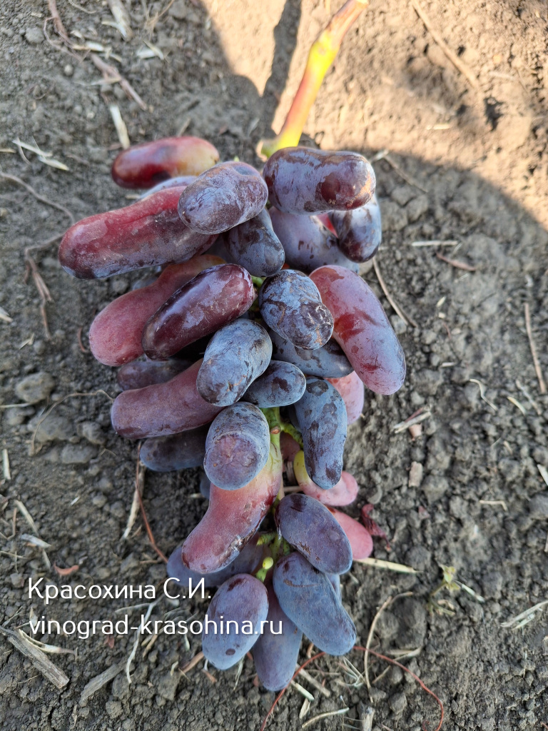 Виноград Зевс фото Красохиной СИ (1).jpg