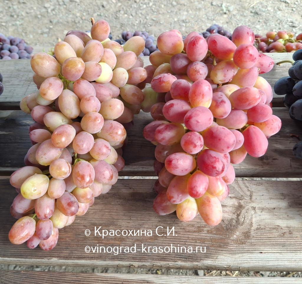 Зоренка.jpg Зоренка.jpg