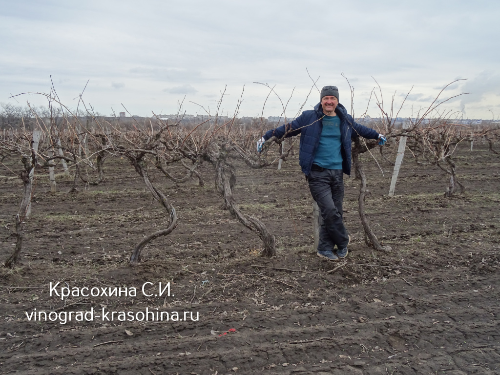 обрезка винограда весной (1).JPG